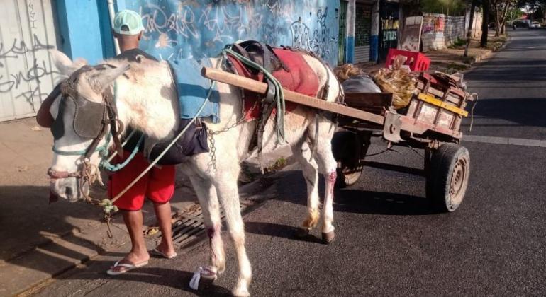 Prefeitura conclui primeira etapa no cadastramento de carroceiros e veículos de tração animal e divulga datas de vacinação