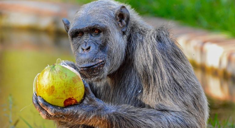 Com diabetes, chimpanzé Serafim recebe cuidados especiais no Zoológico