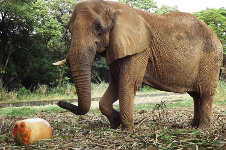 Imagem de um elefante próximo do seu alimento, em área externa do recinto do animal