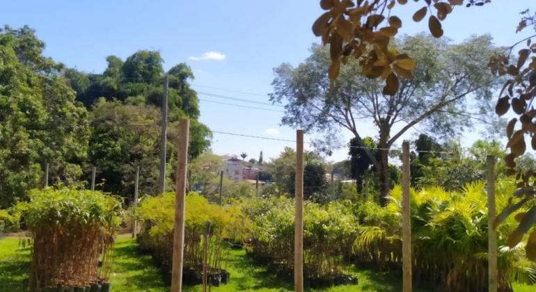 Belo Horizonte recebe mudas para plantio de quase 7 mil árvores Belo Horizonte recebe mudas para plantio de quase 7 mil árvores