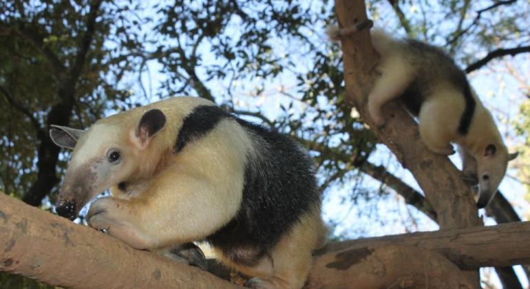 Jardim Zoológico de Belo Horizonte recebe duas fêmeas de tamanduá-mirim