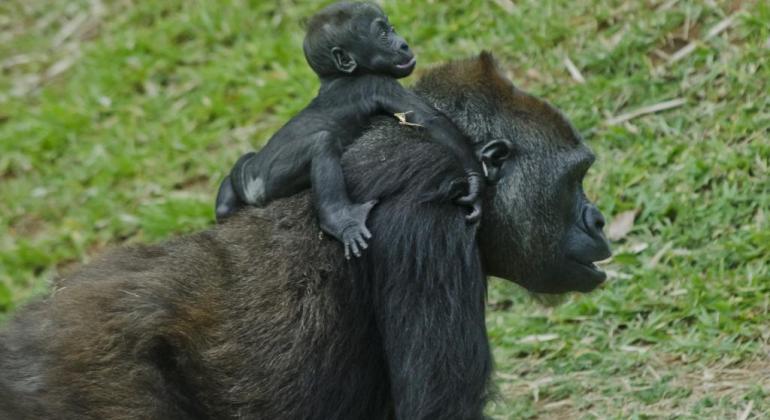 Sistema de agendamento de visitas para Zoobotânica terá mudanças para melhorar a experiência do visitante Gorilas do Jardim Zoológico