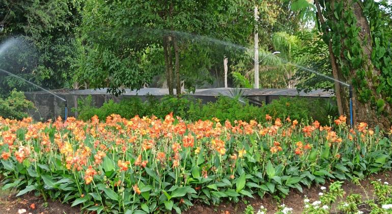 Produção de mudas do Jardim Botânico contribui para a arborização da cidade