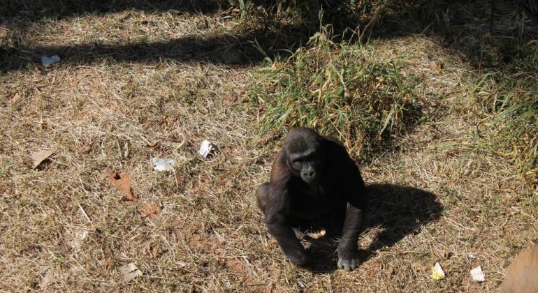 Ayo, filhote de gorila do Zoológico de BH, completa 5 anos