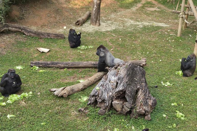 Dia Mundial do Gorila será celebrado nesta quinta-feira (24) com atividade educativa no Zoo de BH Imagem mostra 4 gorilas em um gramado. um deles está ao lado de um tronco de árvore. Há outros troncos espalhados pelo gramado. também há folhas de alface.