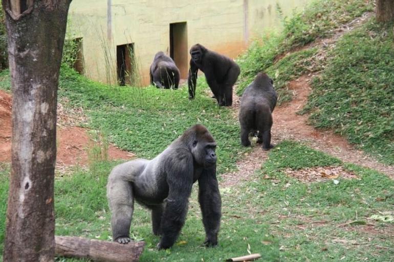 Zoo em Foco conta a história dos gorilas cuidados no Zoológico de BH e celebra o Dia Mundial da espécie Imagem mostra quatro gorilas caminhando em um gramado em direção à três porta de um abiente pintado de verde. Há também um tronco de árvore.