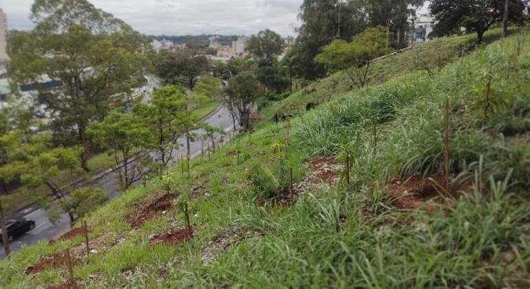 Prefeitura planta 595 árvores no Horto Flor D´Água, no bairro Castelo