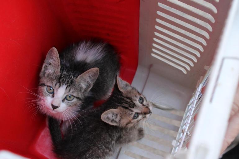 Na imagem dois gatos olham para o alto ao lado dentro de uma caixa com paredes vemelhas e grades.