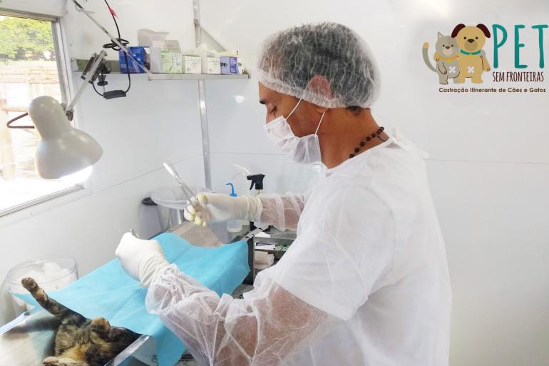 Profissional de saúde faz procedimento cirúrgico de castração de um gato, usando vestuário e equipamentos veterinários