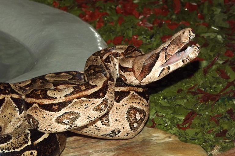 Zoo em Foco deste final de semana destaca as serpentes da Casa de Répteis do Zoológico de BH Imagem mostra uma cobra da espécie jibóia, enrolada e com a cabeça erguida. No cenário há parte de uma fonte e plantas verdes.