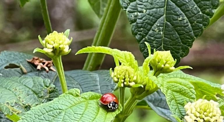 Biofábrica de Joaninhas inspira projetos de desenvolvimento sustentável 