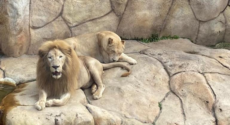 Zoológico de BH recebe casal de leões-brancos em seu plantel
