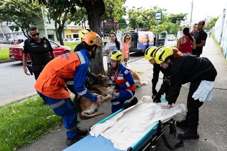Segunda edição do Observatório de Bem-Estar Animal amplia diálogo com a sociedade civil Funcionários do SamuVET prestam socorro a cachorro na rua de BH, usando equipamentos de resgate