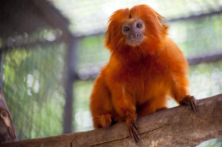 Zoológico de BH apresenta os primatas brasileiros e o recinto de imersão das aves neste final de semana e feriado Foto do mico-leão-dourado, com pelagem alaranjada, sobre um galho de árvore