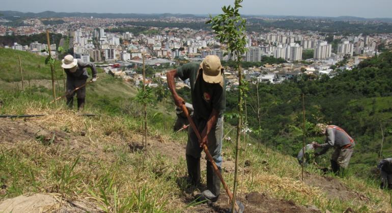 Projeto utiliza mudas da Mata Atlântica em revitalização de áreas degradadas