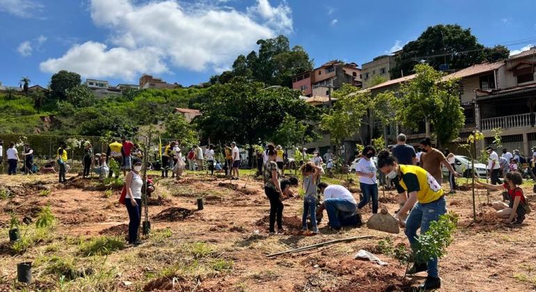 Montes Verdes: Manutenções garantem sucesso no desenvolvimento de plantios Montes Verdes: Manutenções garantem sucesso no desenvolvimento de plantios