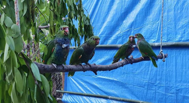 Zoológico de BH participa de projeto para reintegração de aves