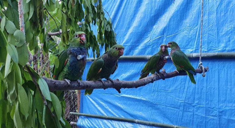Zoológico de BH participa de projeto para reintegração de aves Zoológico de BH participa de projeto para reintegração de aves