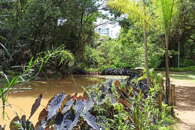 Trilha no Parque Ursulina de Andrade Mello é opção de lazer e contato com a natureza neste sábado (15) Foto de árvores e outras partes de área verde do parque, com lago artificial em primeiro plano e trilha ao lado
