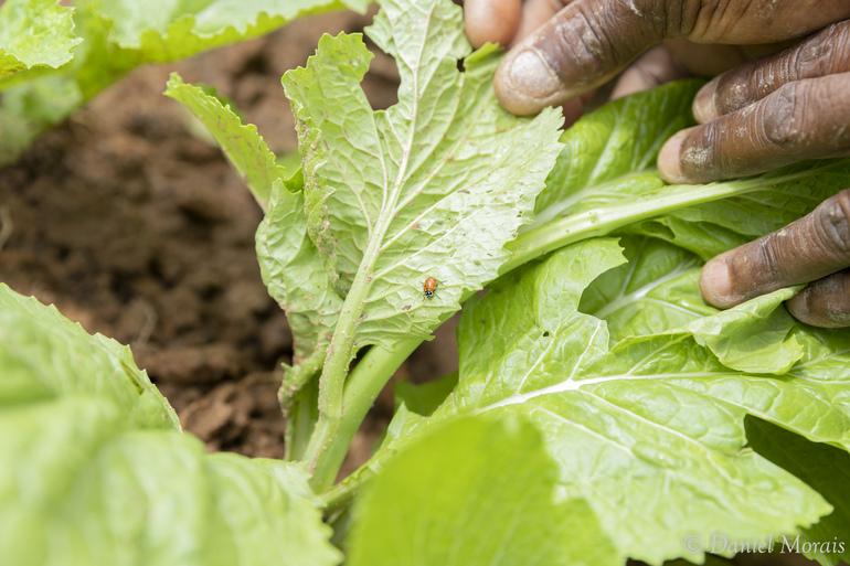 Inscrições para 200 vagas gratuitas do curso EaD de agroecologia serão abertas nesta quarta-feira (5) A imagem mostra maõs colhendo hortaliça em uma horta