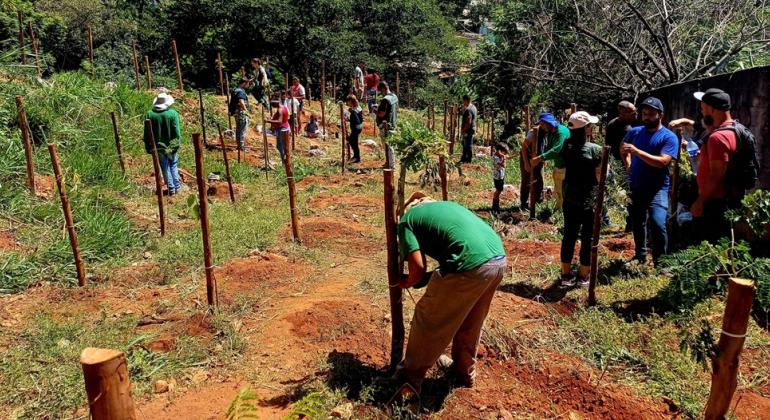 Parque da região Nordeste de BH recebe 300 novas árvores neste sábado (9)