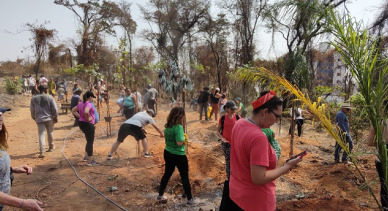 Parque Ursulina contará com 10 mil novas árvores até dezembro