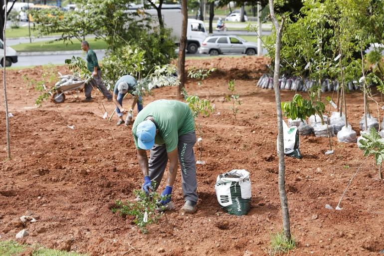 Ambiente em Foco Virtual inicia programação do segundo semestre com palestra sobre a Agenda 2030 Na imagem, dois homens vestidos com camisetas verdes plantam mudas, enquanto um terceiro, vestido do mesmo jeito, empurra um carrinho de mão com mudas de árvores,