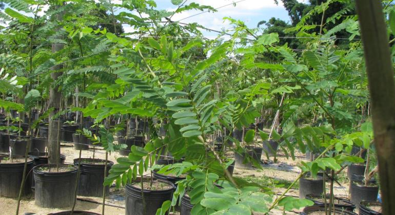 Parque na região da Pampulha recebe mais um plantio de árvores neste sábado (13)