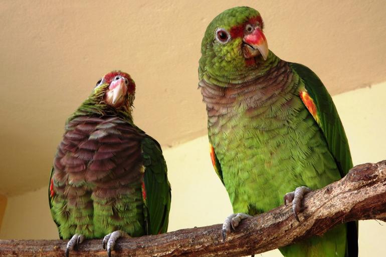 Zoológico de BH homenageia os papagaios e chama a atenção para as consequências do tráfico destas aves Imagem mostra dois papagaios em cima de um tronco. Ambos estão em uma ambiente fechado.