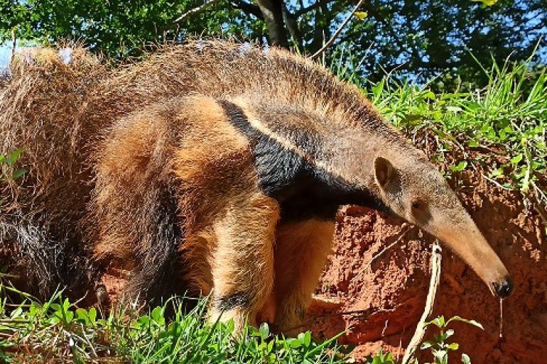 Animais do Cerrado são tema de atividade educativa no Zoológico deste domingo (13) Tamanduá bandeira macho está em um campizal, ao lado de um barranco, com árvores no fundo.