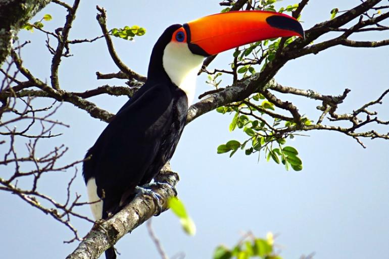 Parque da Serra do Curral recebe projeto de observação de aves neste sábado (8) Ave tucano pousa em árvore em parque gerenciado pela PBH