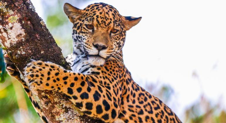Onça pintada Maya já está no recinto de visitação do Zoo de BH