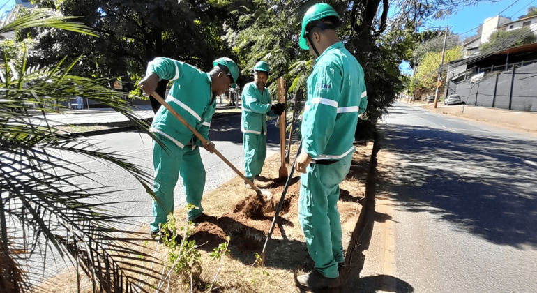 Prefeitura de BH inicia plantio de mudas para compensação ambiental das obras do viaduto do Belvedere