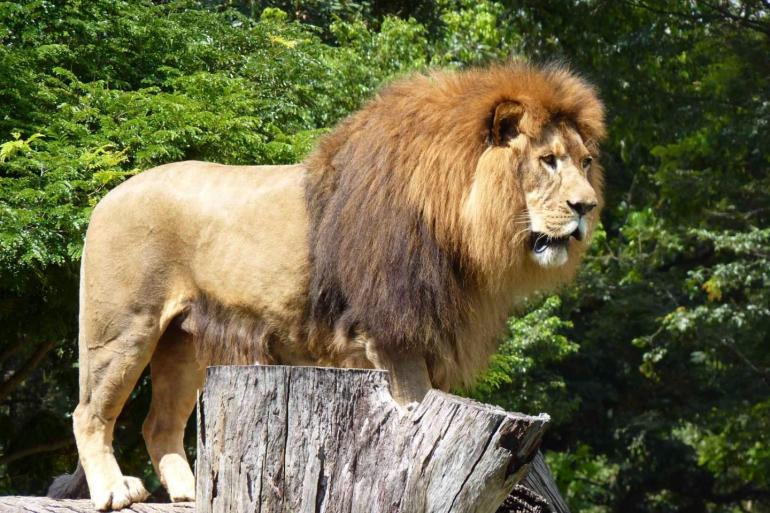 Leão se exibe para o público no Zoológico de BH