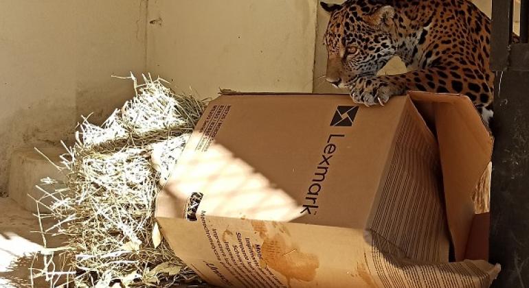 Zoológico de BH adota medidas para proteger os animais na época mais fria do ano