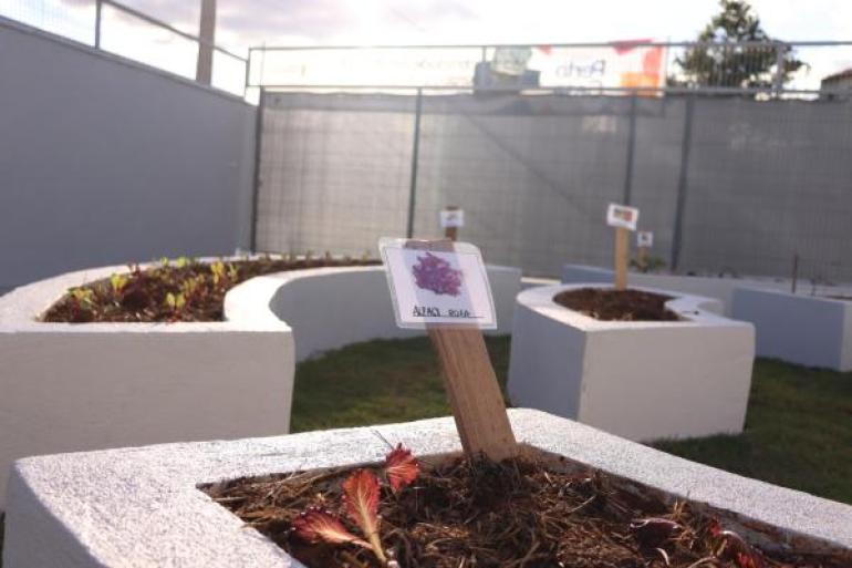 #paratodosverem: Canteiro de horta com uma placa escrita “alface roxa” em destaque, cercado por outros espaços de plantio ao fundo. 