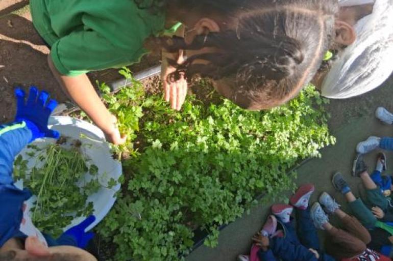 Crianças de Emei investigam horta escolar #paratodosverem: Em primeiro plano, uma menina estudante participa da colheita de ervas em uma horta escolar, segurando algumas folhas verdes retiradas do canteiro. Ao redor, outras crianças observam atentamente a atividade, enquanto um recipiente branco, segurado por aluno, recebe as plantas já colhidas.