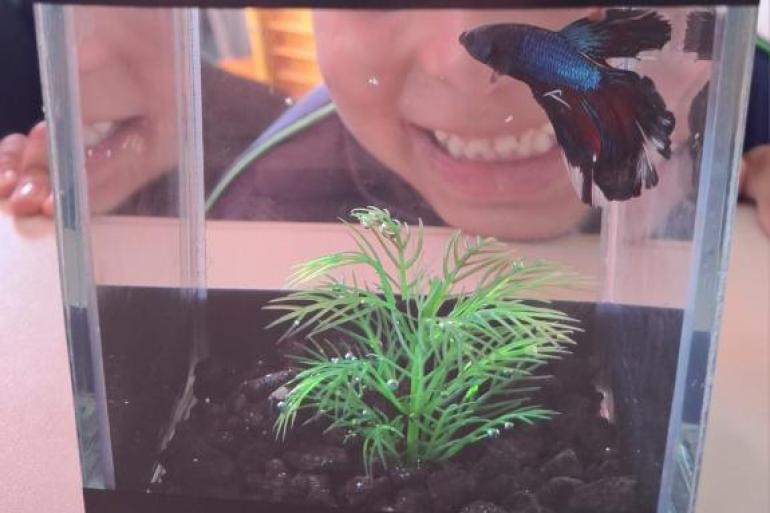 #paratodosverem: Peixe betta nas cores azul e preto em um pequeno aquário com cascalho escuro e uma planta verde no centro. Ao fundo, uma criança observa o peixe bem de perto, com um sorriso no rosto. 
