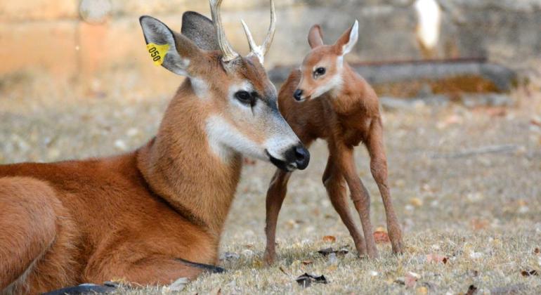 Nascimento e chegada de novos animais ao Zoológico de BH Mamãe cervo e seu filhote