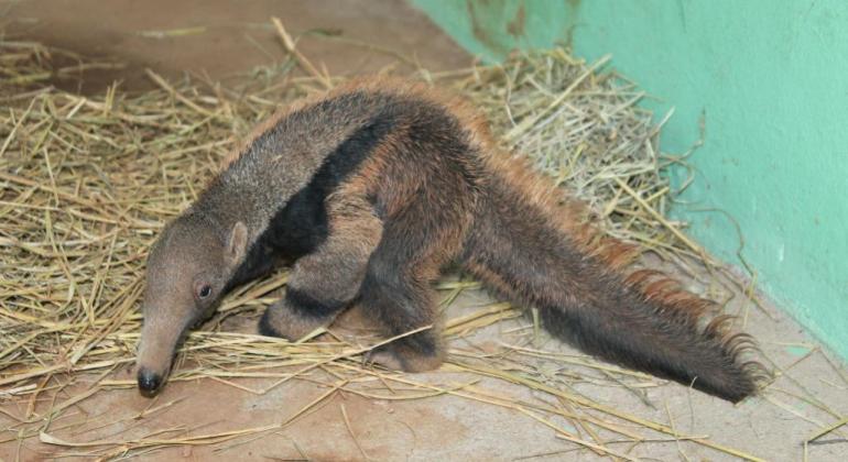 PBH lança enquete virtual para definir nome de três novos moradores do Zoo de BH