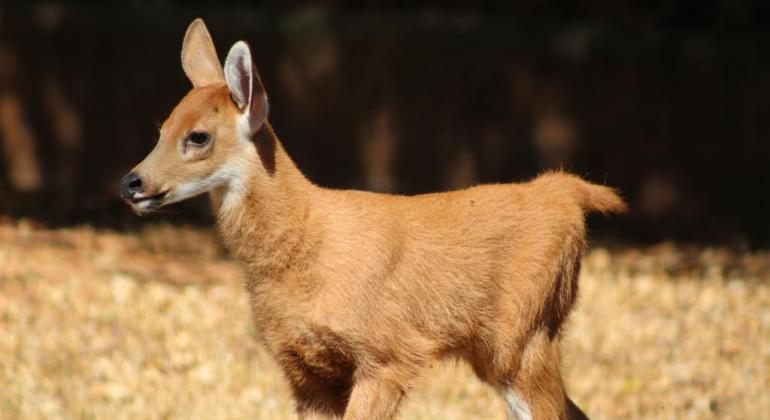 Mais um filhote de cervo-do-pantanal nasce no Zoológico de Belo Horizonte