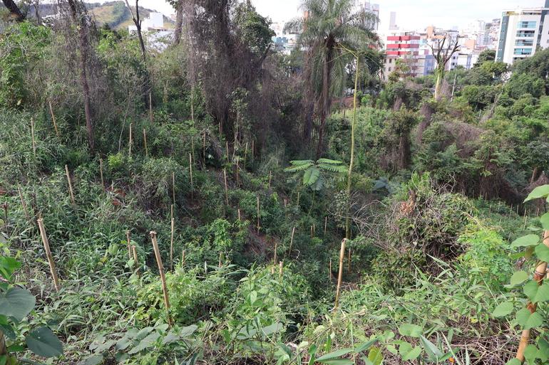 Ambiente aberto, parte do parque com muitas árvores de porte médio e novas mudas plantadas. 