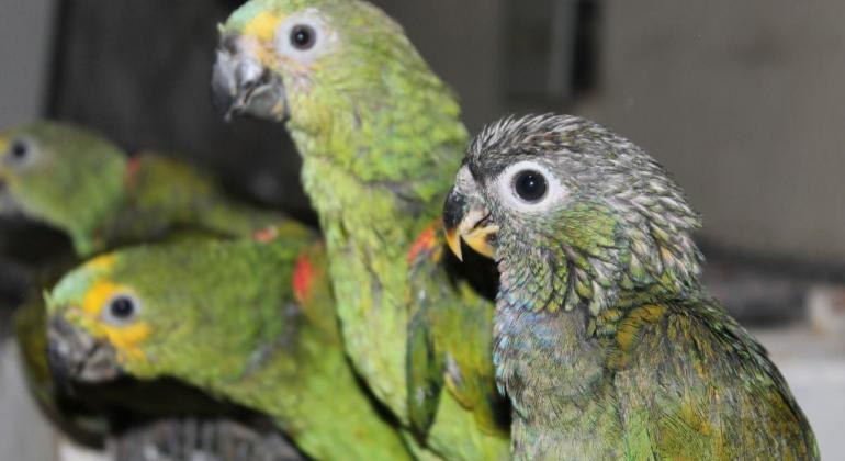 Opção de lazer e entretenimento, Jardim Zoológico de Belo Horizonte também se destaca no cuidado com os animais. Foto: Suziane Fonseca/PBH Três papagaios filhotes.