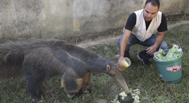 Comportamento de grupo de tamanduás-bandeira é tema de pesquisa no Jardim Zoológico de Belo Horizonte. Foto: Suziane Fonseca/PBH Tamanduá-bandeira como alimentação dada por técnico do Jardim Zoológico de Belo Horizonte.