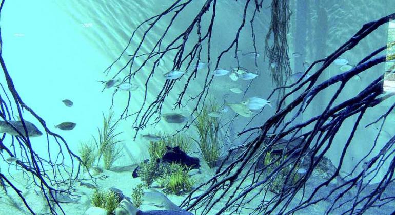 A Fundação de Parques Municipais e Zoobotânica promove mais uma edição do Projeto “Uma Noite no Aquário”, nos dias 24 e 31/7. Foto: Divulgação PBH Mais de dez peixes nadam em aquário azulado.