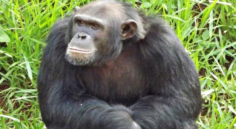 Nesta terça-feira, dia 30/4, a Fundação de Parques Municipais e Zoobotânica comunica falecimento do chimpanzé Lunga. Foto: Suziane Fonseca Chipanzé Lunga à frente folhagem.