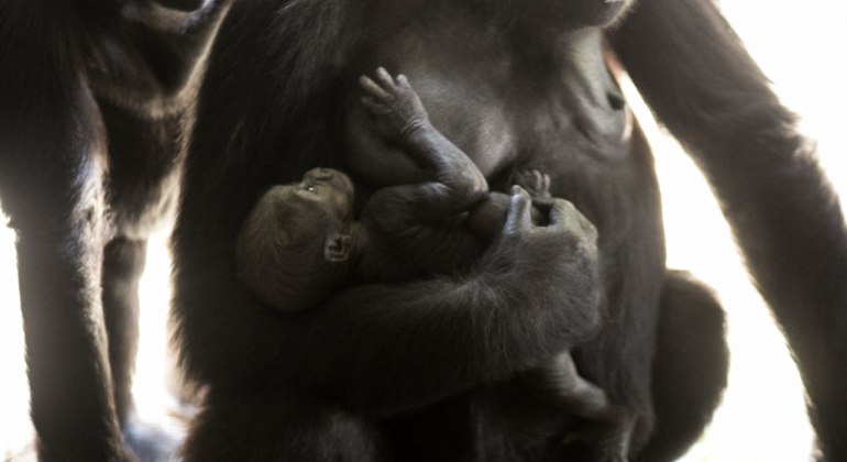 Detalhe de novo bebê gorila no colo de sua mãe. 