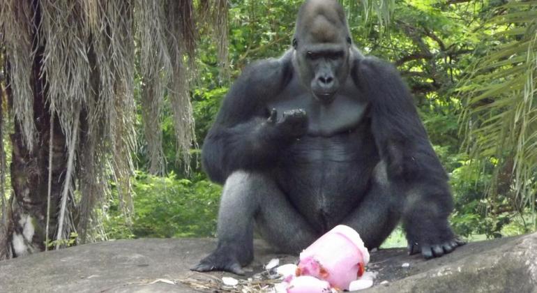 Gorila, sentado em pedra, com árvores ao fundo, come cone com frutas congeladas.
