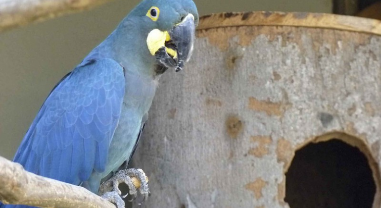 Plano de Ação Nacional de conservação da arara-azul-de-lear inclui as seis aves do Jardim Zoológico de BH. Foto: Suziane Fonseca/PBH Arara-azul-de-lear em cima de um galho, durante o dia.