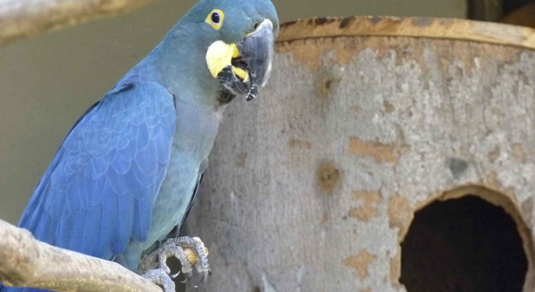 Arara-azul-de-lear em cima de um galho, durante o dia. 